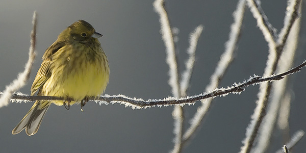Keltasirkku, Yellowhammer, Emberiza citrinella
